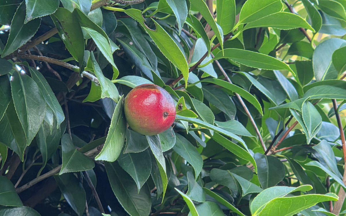 edelweice2's tweet photo. 今朝の散歩から… 🚶‍♀️
① カクレミノ（隠れ蓑）
② 何か分からないけど、爽やかな香りの柑橘類の花
③ 赤く色づいていたヤブツバキ（藪椿）の実💖 https://t.co/wKvwODx53I
