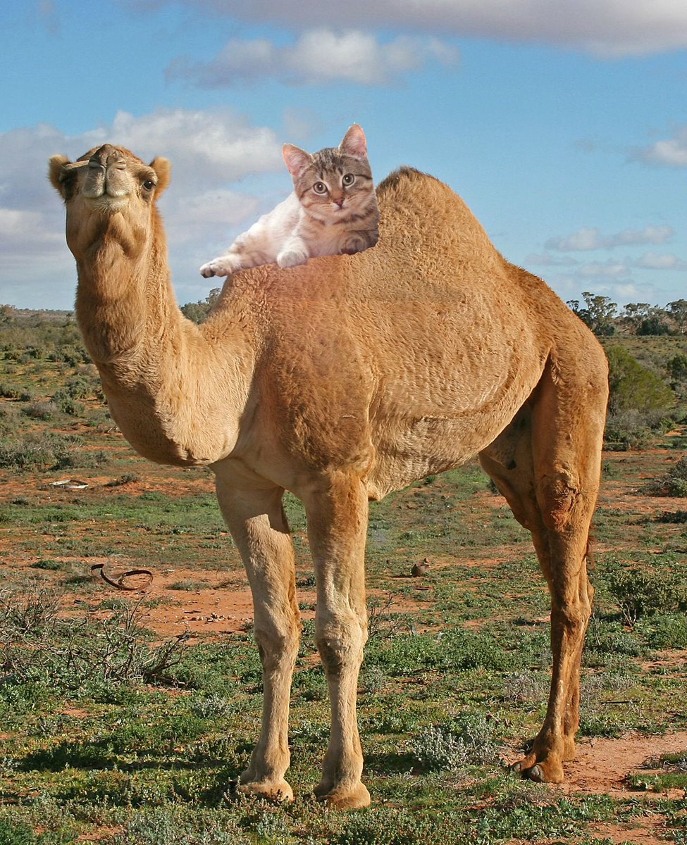 DarrenG52820320's tweet photo. @hudsonwest *Happy Wednesday* Hudson! #ActorBuddy 😎👍👱🐱🌈☀️🐪 https://t.co/CfqJzerzRo