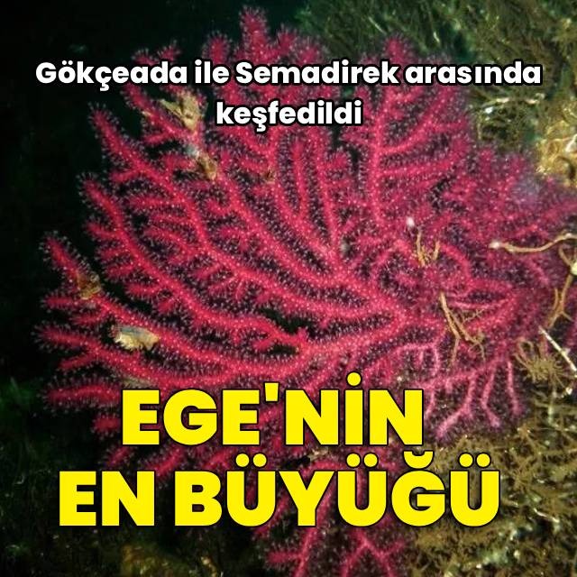 Haberturk's tweet photo. Gökçeada ile Semadirek Adası arasındaki bölgede yürütülen araştırmada, Ege Denizi'nin en büyük mercan ormanı keşfedildi. Mercan topluluklarının yaklaşık 70 metre derinlikte başladığını ve 120 metreye kadar devam ettiği belirtildi https://t.co/GqXF5KAWKS https://t.co/S1Kv4M9o9h