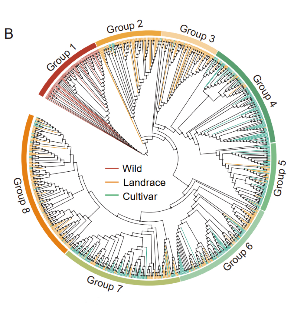 sailgene's tweet photo. 🧬 984 soybean genomes, 602K SVs. Nat Commun study shows SVs drive domestication &amp; traits. SV‑GWAS found 338 loci SNPs missed. 
Long reads needed – Sailgene delivers.

#StructuralVariants #Nanopore #Sailgene https://t.co/PMSDbgdsHZ