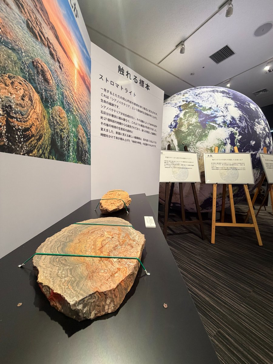 fukuiplanet's tweet photo. 【特別展のお知らせ】

『地球と生命の46億年』8/5～8/31

本日より夏の特別展を開催中‼️
地球が生まれてからの46億年の軌跡を、触れながら体感することができます。

普段だったら絶対に触れないホンモノの化石たちです‼️

ご来場お待ちしております！
※展示室の料金のみでご覧いただけます。 https://t.co/rPCf1W5UPk