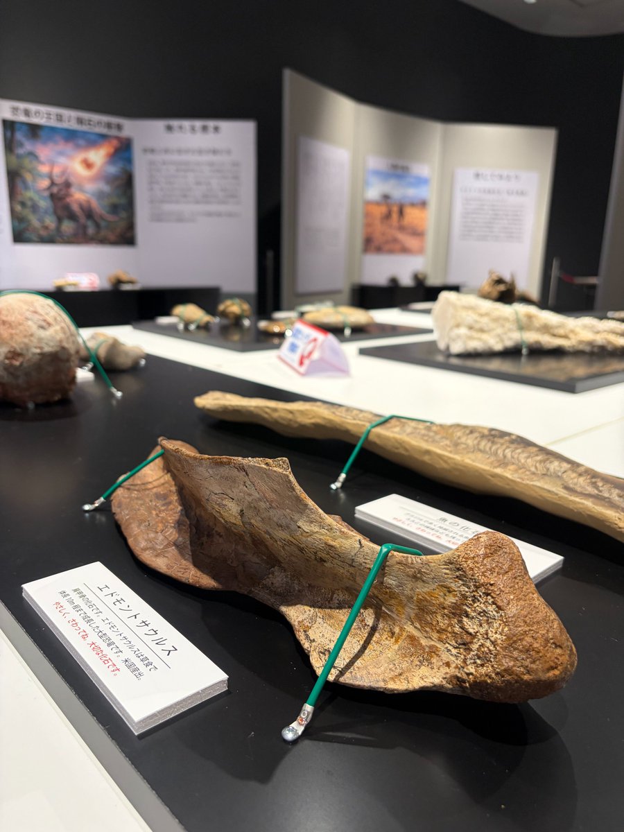 fukuiplanet's tweet photo. 【特別展のお知らせ】

『地球と生命の46億年』8/5～8/31

本日より夏の特別展を開催中‼️
地球が生まれてからの46億年の軌跡を、触れながら体感することができます。

普段だったら絶対に触れないホンモノの化石たちです‼️

ご来場お待ちしております！
※展示室の料金のみでご覧いただけます。 https://t.co/rPCf1W5UPk