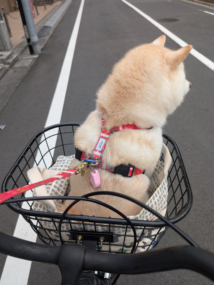 KURUMILK118's tweet photo. 暑いので
夕散歩は河川敷までチャリで🚲️ https://t.co/kFU5e5bv8q