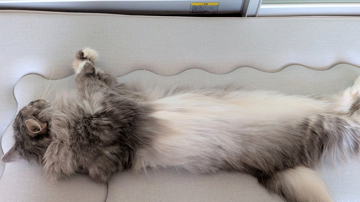 glanzelius14's tweet photo. 猫のお腹ピアノ…
ビッグブリッヂ弾ききっても赦してくれるお嬢様。多分マッサージだと思ってます
#猫
#ノルウェージャンフォレストキャット https://t.co/qdKcbG9R9w