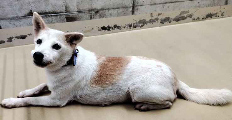 mama88872520's tweet photo. 野犬なのかなぁ…😟飼い主さんに届きます様に🙏
https://t.co/bd9mZpr7Kj
#大分県  佐伯市  佐伯市弥生  床木ダム  付近8/4収容
小柄な #白茶ブチの中型犬 ♀️ 7.64Kg  首輪なし 
#迷子犬  #迷い犬  津久見市  臼杵市  大分市  豊後大野市
飼い主様・関係者以外の連絡不可です。 https://t.co/prxwBmIeQi