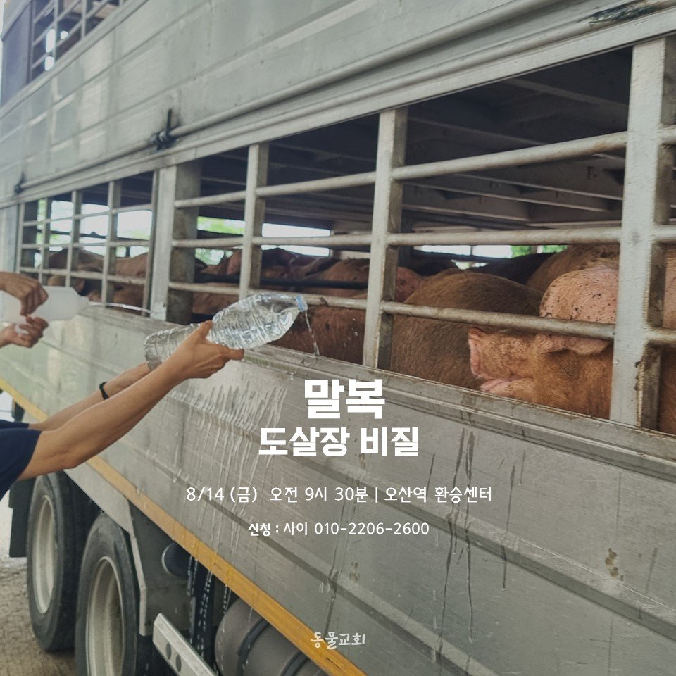 animalmoim's tweet photo. [말복 도살장 비질]
폭염의 폐사에서 살아 남은 이들은 다시 죽임 당합니다. 폭염 속 말복의 시간을 마주합니다.

- 집결 : 8/14 (금) 오전 9:30 | 오산역 환승센터
- 준비물 : 물 담을 2리터 생수병, 손 닦을 손수건
- 신청 : 사이 010-2206-2600

동물교회 https://t.co/fFbNBsoiWZ