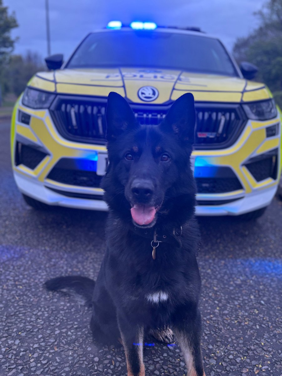 MerPolDogs tweet picture