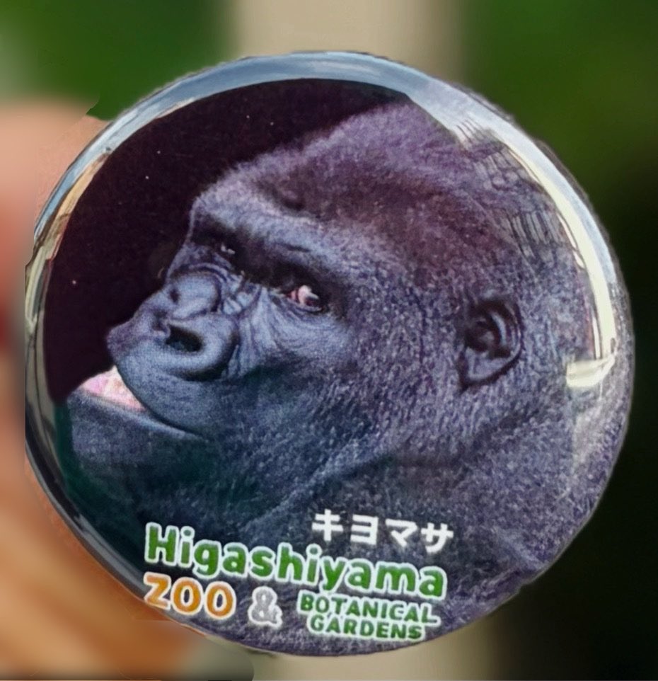 omomukilab's tweet photo. 群れからの分離が発表されたキヨマサ。
大人になったキヨマサのこれからも楽しみですね✨

そんなキヨマサの新作缶バッジが発売中です！

発売場所:
・東山動植物園内公式ショップ
　「ズーボゲート」
・弊社オンラインショップ
　「おもむきストア」

キヨマサグッズはこちら↓
https://t.co/l0iEytxy8M

ぜひご覧になってください🦍