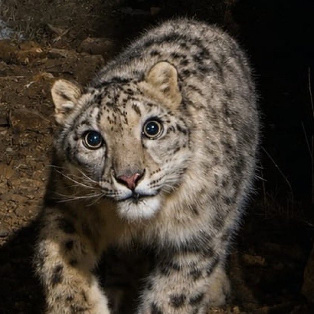 thshaber's tweet photo. Altay Dağları'nda fotokapana yakalanan bir kar leoparı: https://t.co/0akXw9QJiq
