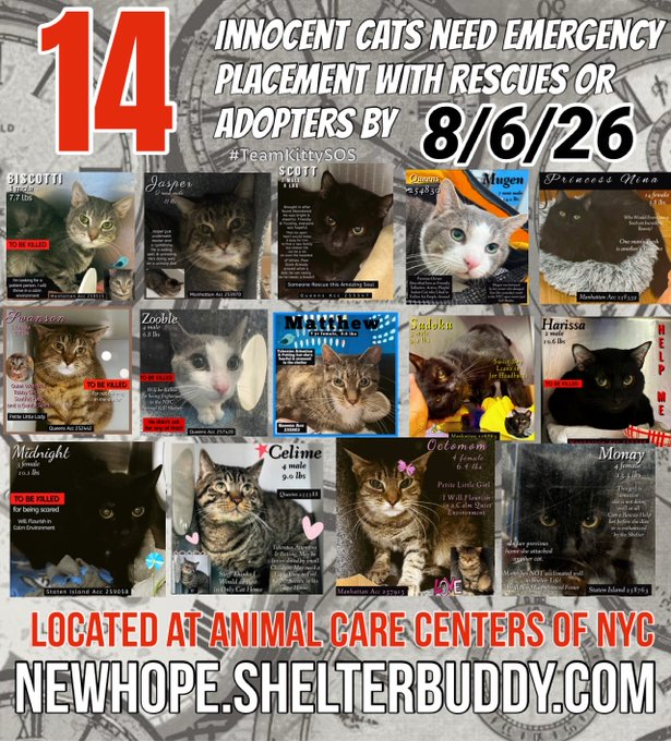 JLthekid9999's tweet photo. 🆘🆘THE 14 (😱😱😱)- POOR CATS BELOW ARE ALL AT RISK OF EU ON 8/6/26😱😱😱🆘🆘

DUE TO SIZE OF LIST, THIS POST IS VERY LONG - PLEASE READ ALL THE WAY THROUGH

😟😿😿MOST URGENT ON LIST ARE: 

1.  SWANSON - (15X ON EPL) - RECENTLY RETURNED TO THE EPL - LITERALLY LIVING ON BORROWED TIME - BEING IGNORED AND OVERLOOKED ON X AND AT SHELTER - VERY LOW ON PLEDGES - 😱😱

2.  ZOOBLE -  (10X ON EPL) - POOR ZOOBLE WAS RETURNED TO THE EPL ON 7/21/26 – LITERALLY ON BORROWED TIME NOW – BEYOND URGENT – LET’S HELP HIM GET SAFE - ALSO LESS THAN $400  IN TOTAL PLEDGES - BEING IGNORED AND OVERLOOKED ON X AND AT SHELTER- -😱😱

3.  JASPER -  (6X ON EPL - TOO LOW ON PLEDGES) - BEING IGNORED AND OVERLOOKED ON X AND AT SHELTER- 😱😱

4.  MUGEN-  (6X ON EPL - TOO LOW ON PLEDGES) - BEING IGNORED AND OVERLOOKED ON X AND AT SHELTER- 😱😱

5.  SCOTT-  (6X ON EPL - TOO LOW ON PLEDGES) - BEING IGNORED AND OVERLOOKED ON X AND AT SHELTER- 😱😱

 🆘🆘 😱😱😱😱- WITH SO MANY CATS ONTHE EPL - THE MEDICAL KITTIES ARE WAAAAYYY BEHIND ON PLEDGES - PLEASE CONSIDER THEM:🆘🆘

1.  MATTHEW - Matthew has severe dental disease and was noted to have lost a pound over the two months she has been in shelter, despite a reportedly good appetite. Her bloodwork showed some abnormalities, but was not diagnostic for any particular disease. An underlying systemic disease is suspected and additional diagnostics including abdominal ultrasound are recommended.

🆘🆘TIME IS RUNNING OUT FOR THE OVERLOOKED AND IGNORED  AS SHELTER IS AT MAX CAPACITY🆘🆘

- ALL VERY LOW ON PLEDGES  & AT HIGHEST RISK FOR EU/SILENT KILL😱 😟😟😟

PLEDGES WILL HELP STIMULATE RESCUE INTEREST FOR ALL🆘🆘🆘

NOW IS THE TIME TO ACT FOR THESE LITTLE ONES-🥹🥹🙏🙏

PLEASE SHARE AND PLEDGE IF YOU CAN- CONTACT RESCUES/FOSTERS/ADOPTERS.

@AdamsPaulGrimke 
@mehser12

Thank you