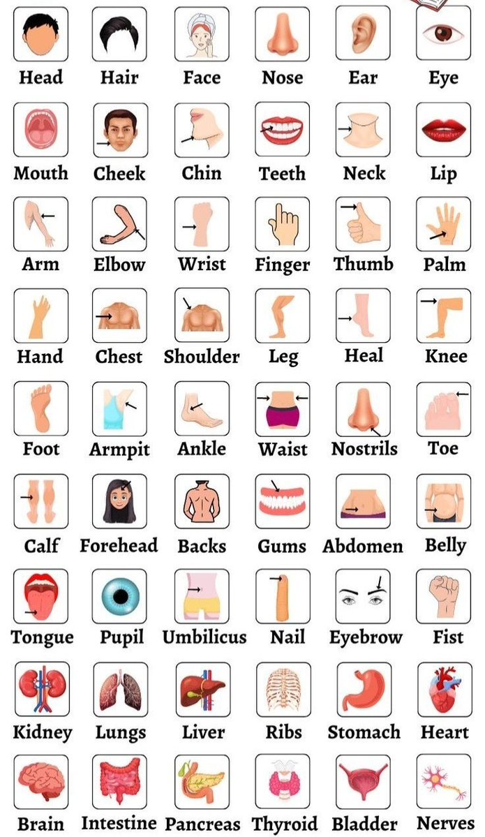 bestgrammartip's tweet photo. Body parts https://t.co/nD6jY6eedS
