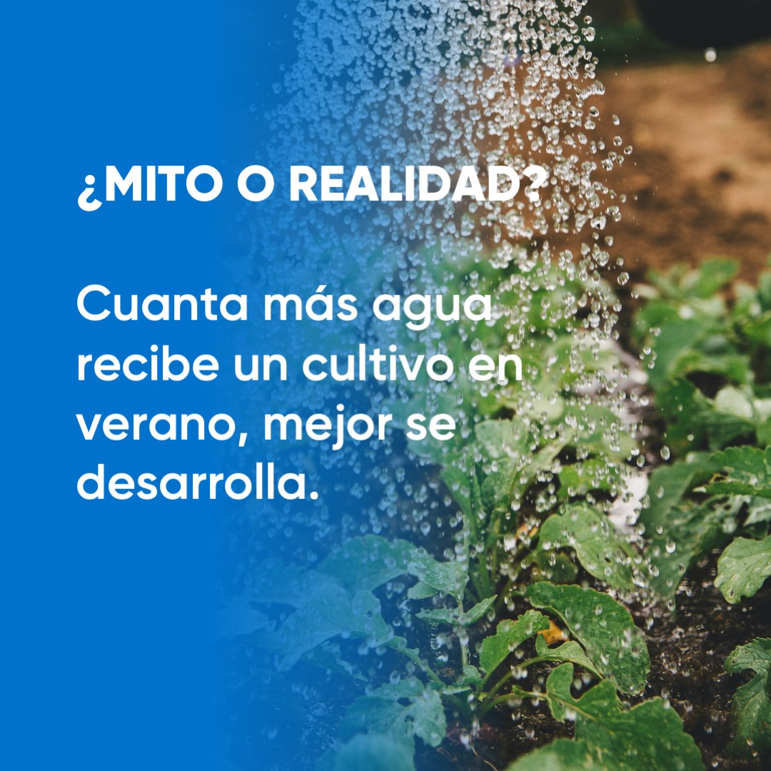 CortevaES's tweet photo. ¿Verdad o mito?

La respuesta es: mito.

Un exceso de riego puede favorecer la pérdida de nutrientes, limitar la oxigenación del suelo o aumentar el estrés de las plantas. La clave está en adaptar el riego a las necesidades del cultivo, del suelo y a las condiciones climáticas. https://t.co/FyjbAuMXOv