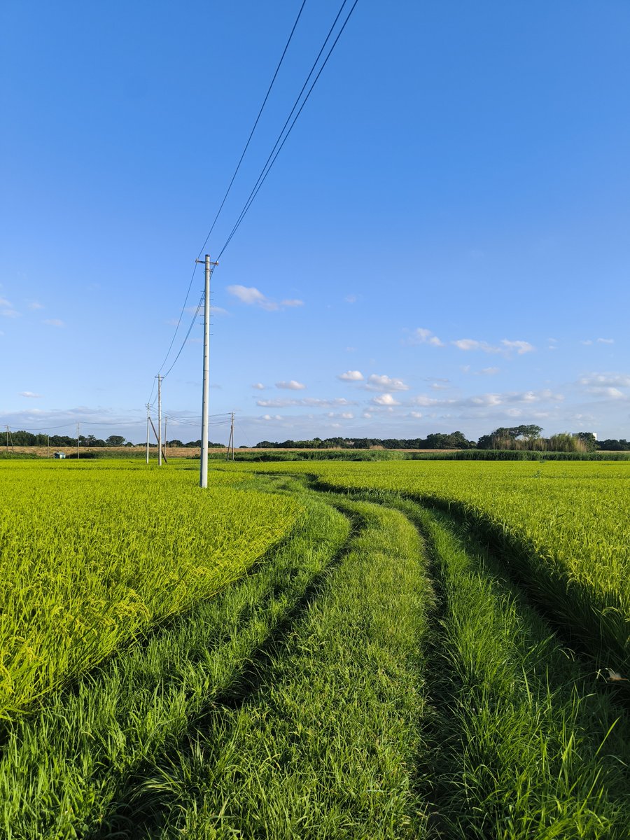 tact_mrts's tweet photo. スマホで写真なんて久しぶりにやった
使ってるスマホ(Xiaomi 13T)の超広角(15mm),広角(24mm)は使えるけど標準(50mm)は全く使えない
これは24mm https://t.co/B4jK6V2Cbj