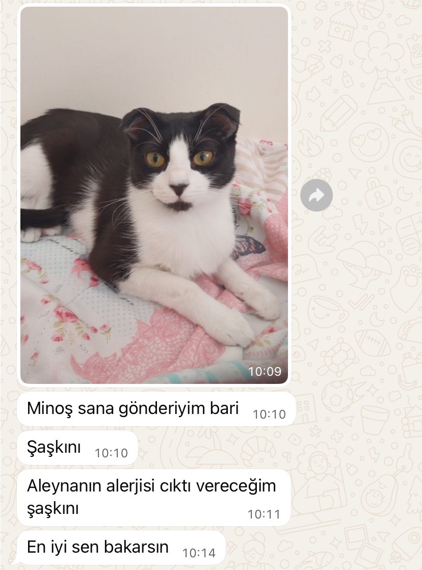 miniisella's tweet photo. ✨sana ne mesajlar geliyodur şimdi ✨ https://t.co/kkXiiPr4Zo
