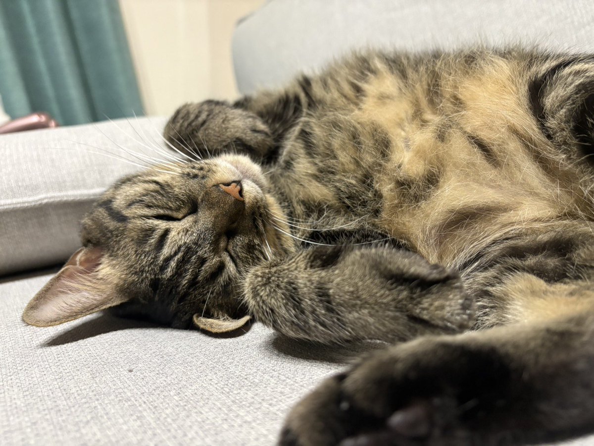 kachipappa's tweet photo. 秘技
熟睡
#猫のいる暮らし 
#猫と暮らす 
#猫好きさんと繫がりたい https://t.co/9ftDfwz1ot