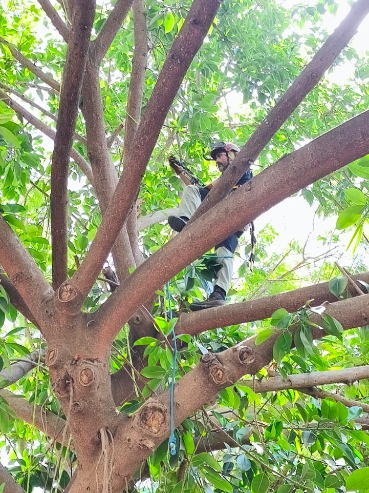 GRUPORAGA_SA's tweet photo. 🌳 Seguimos cuidando el arbolado urbano de #Málaga con podas mediante técnica de trepa, una intervención precisa que permite acceder al interior de la copa sin maquinaria, respetando la estructura natural del árbol y mejorando su seguridad y conservación. 💚 #GrupoRaga https://t.co/KPtkTcGxtv