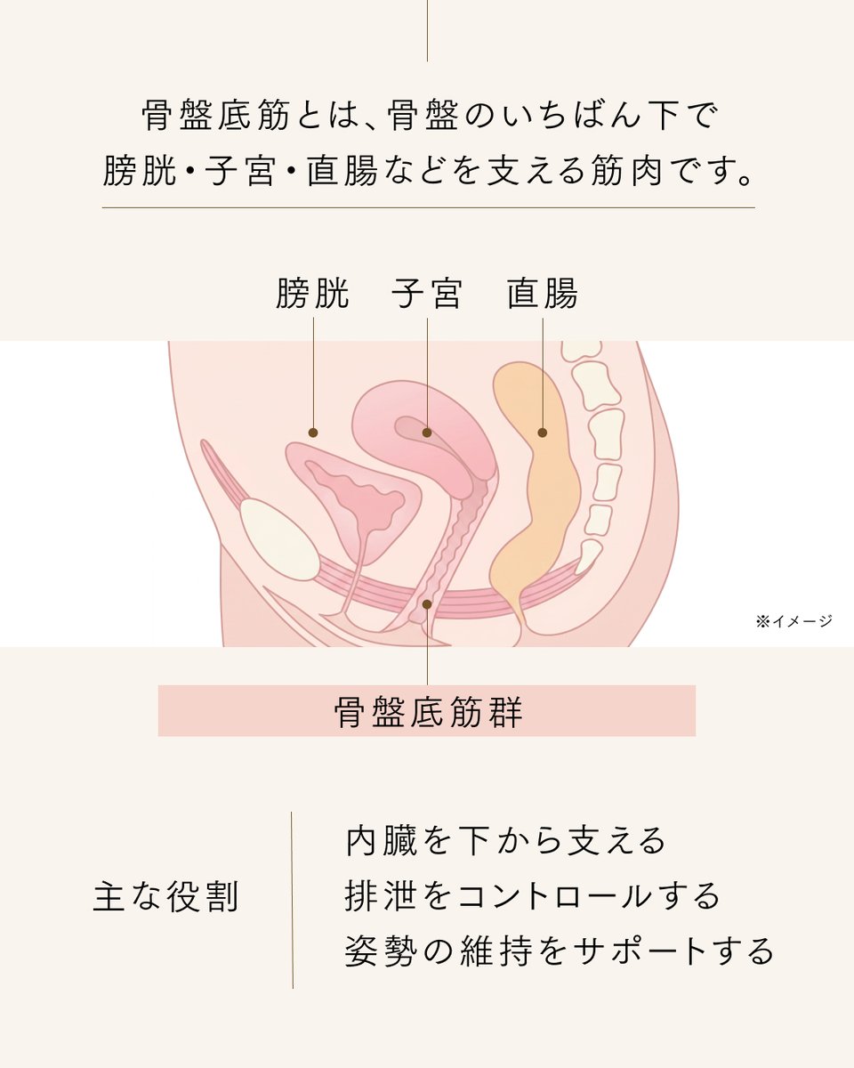 Mytrex_JP's tweet photo. 骨盤底筋がどこにあるか、知っていますか？

骨盤の底にあり、膀胱や子宮、直腸などを下から支えている骨盤底筋。

排泄をコントロールしたり、姿勢を保ったりと、毎日の暮らしを支える大切な筋肉です。

そんな骨盤底筋は、目に見えないうえ、動かす感覚もつかみにくいもの。

妊娠・出産や加齢、更年期のホルモンバランスの変化、運動不足などによって、気づかないうちに弱くなることもあります。

だからこそ、無理なく続けられるケアを。

「MYTREX AQUA QUTTO」なら、いつものお風呂で15分*座るだけ。

独自の水中EMSが骨盤底筋を刺激し、トレーニング*をサポートします。

毎日のバスタイムを、未来の自分をいたわるケア時間に🛁

*EMSにより物理的に筋肉を収縮させること。
*1日1回、15分以内を目安に、体に負担のない範囲でご使用ください。