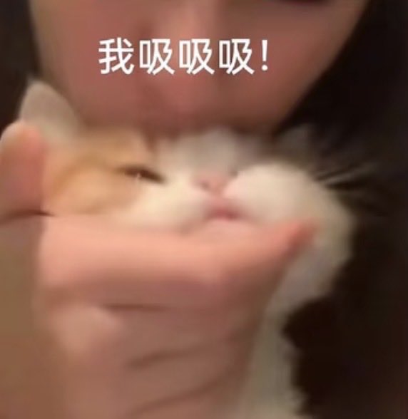 Veriv7's tweet photo. 下班下班 快给我吸吸你们家的小猫咪
要恢复一点人气 https://t.co/knyYPJJB8a