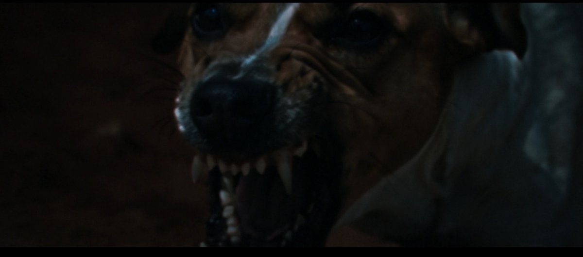 kermiszk's tweet photo. Surprised there hasnt been any discourse about the weird ass AI-generated dog in Claire Denis' new movie. Has no one seen it yet? https://t.co/EcDuM3AElX