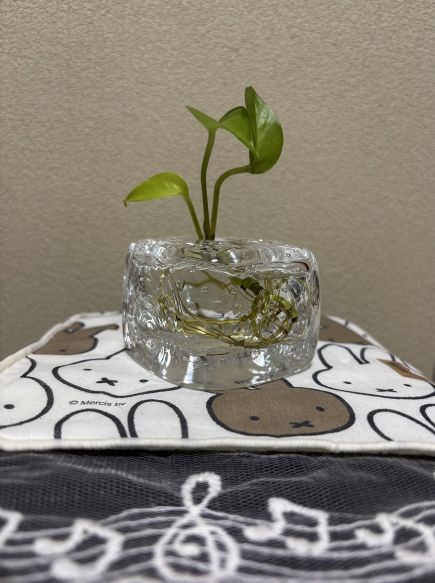 umauma1703's tweet photo. 暑い日が続きます🥵💦
熊本地震の被災者の皆さま　お見舞い申し上げます

先日の仕事休みに　M'sギャラリーで開催されている「陶と硝子展」に行って来ました😊　一方は光を通し　もう一方は光を抱く… 優しいカタチに出会えました🩵

#陶と硝子展
#エムズギャラリー12番丁 https://t.co/fZdLHAZRi6