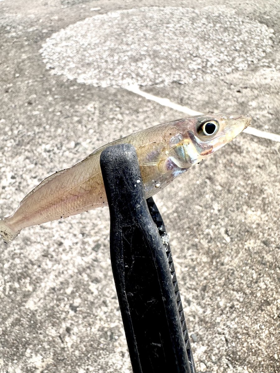 nfas0821's tweet photo. 分かった事はこの暑い中、外に出るのはやめた方が良いという事。
ましてや釣りなんかダメ....👼 https://t.co/tRgvXp9psc