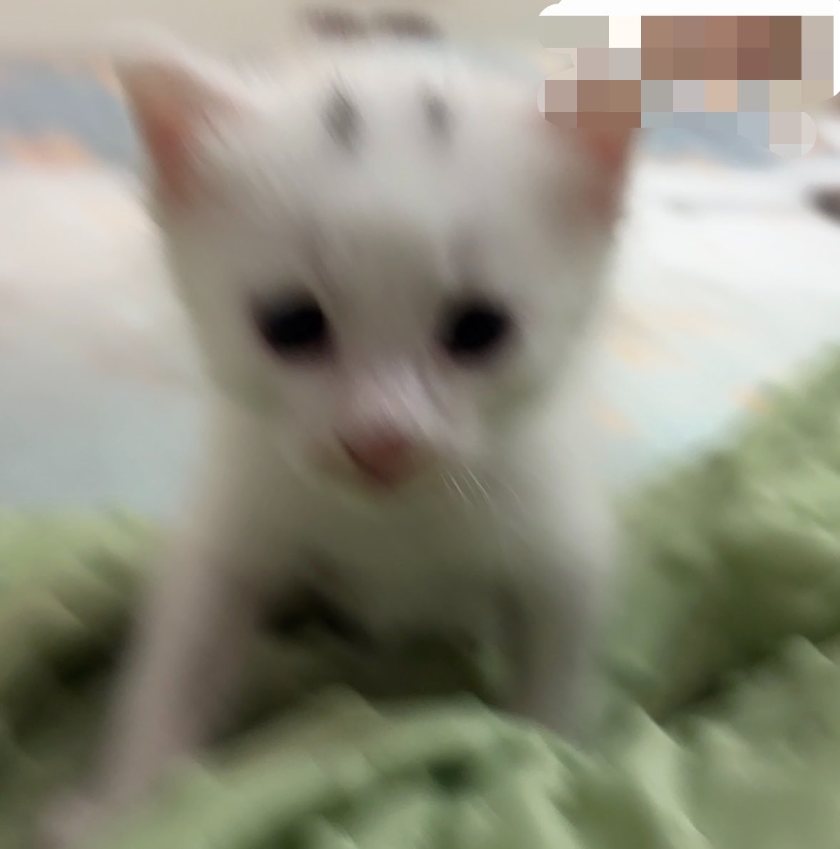 Wulideshan0106's tweet photo. 有一段时间家里人一直怀疑它是智障 https://t.co/tWY7dWdo8w