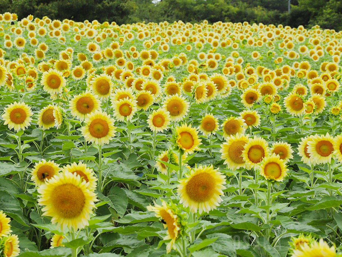 osakastyleNews's tweet photo. 【動画】長居植物園で「ひまわりウィーク」開催　2万株の白いヒマワリが見頃
https://t.co/LhTOb7hqyS

#長居植物園 #ひまわり https://t.co/1kWyXtimxw