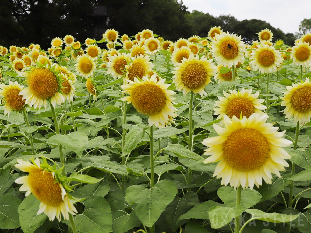 osakastyleNews's tweet photo. 【動画】長居植物園で「ひまわりウィーク」開催　2万株の白いヒマワリが見頃
https://t.co/LhTOb7hqyS

#長居植物園 #ひまわり https://t.co/1kWyXtimxw