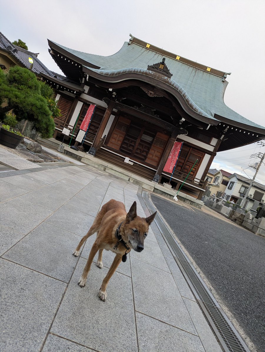 honkyuji's tweet photo. お寺のミック君🐶

足の指の腫れですが…

検査の結果は良性☺️
炎症と角化物（にきびのような物）によるものだそうです

手術になると全身麻酔になる為
年齢や季節的に身体がもつかどうがわからないので腫れは引きませんが様子をみるということになりました

ご心配
ありがとうございました🙇‍♀ https://t.co/mVK9yrYtvp
