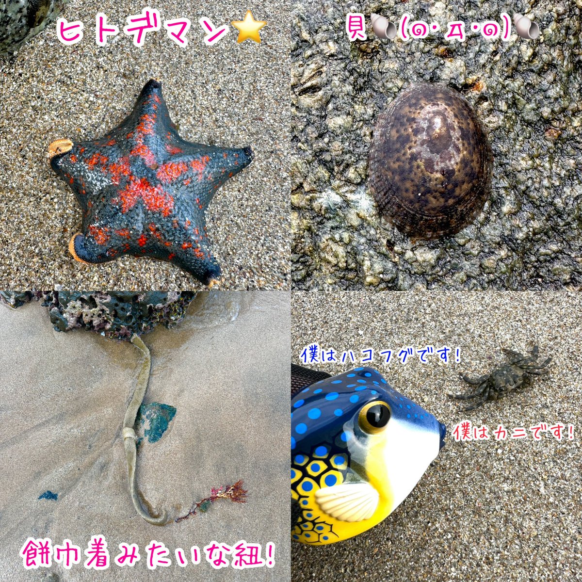 misa_misa727's tweet photo. YouTubeショート動画📹
今回は桜木の「海探索🌊🐡🪳🦀🍎」編
海辺には色んな生き物達が居るんだよ〜🥳💡
久しぶりにXに投稿してみました✨
他にも動画載せているので暇なときに見てみるのだー٩(๑･ω･๑)۶⭐️
 #夏 #トレーニング #生き物 #shorts https://t.co/7dFZ4gUdix @YouTube https://t.co/6y6WoAXWP4