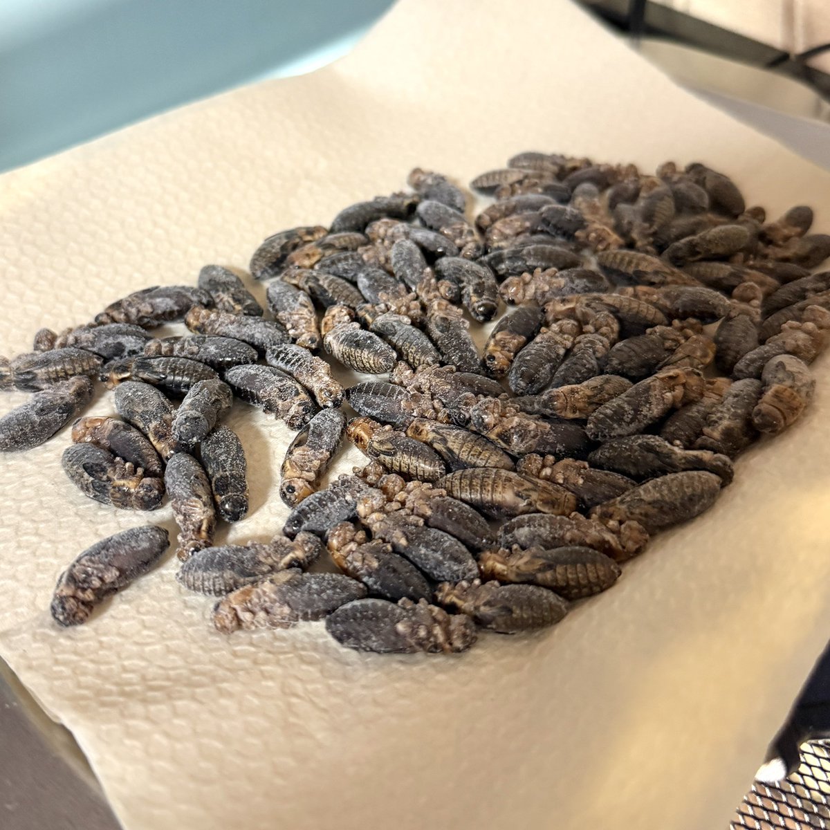 reptyconi's tweet photo. 常磐コオロギさんのコオロギ届いたので早速解凍中🦗
凍ったコオロギってなんだか美味しそうに見えるのは私だけだろうか https://t.co/VgXIEU4WWE