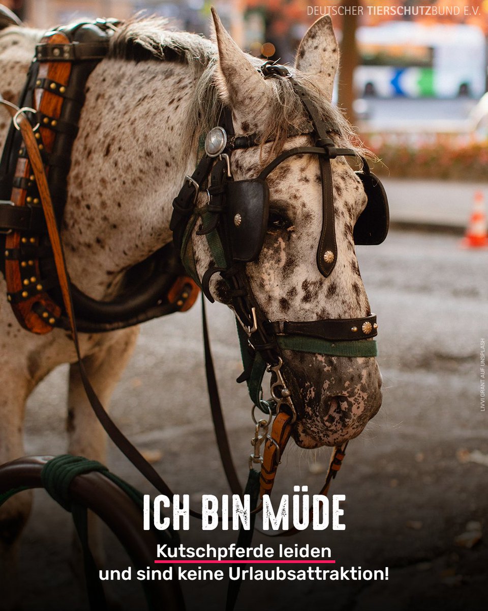 tierschutz_bund tweet picture