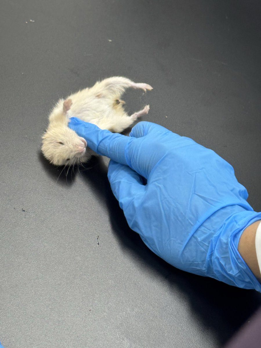 _iskkw's tweet photo. اليوم الأخير في قسم اكتشاف الأدوية

خضنا تجربة الـ In vivo screening باختبار تأثير Nicotine tartrate على الهامستر وملاحظة التغيرات الفسيولوجية والسلوكية الناتجة.

تطبيق عملي ممتاز وختام حيوي رهيب للقسم✨
#FSGene_Summer_training https://t.co/pQKEbSUOR1