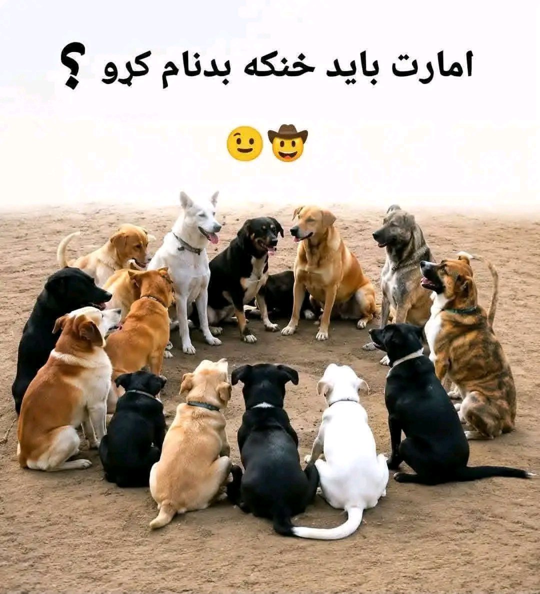 omarimlang's tweet photo. عکس ته ځیر شئ زیاتره اوس لګیاه دي😉😉😛 https://t.co/IkmVVvisS9