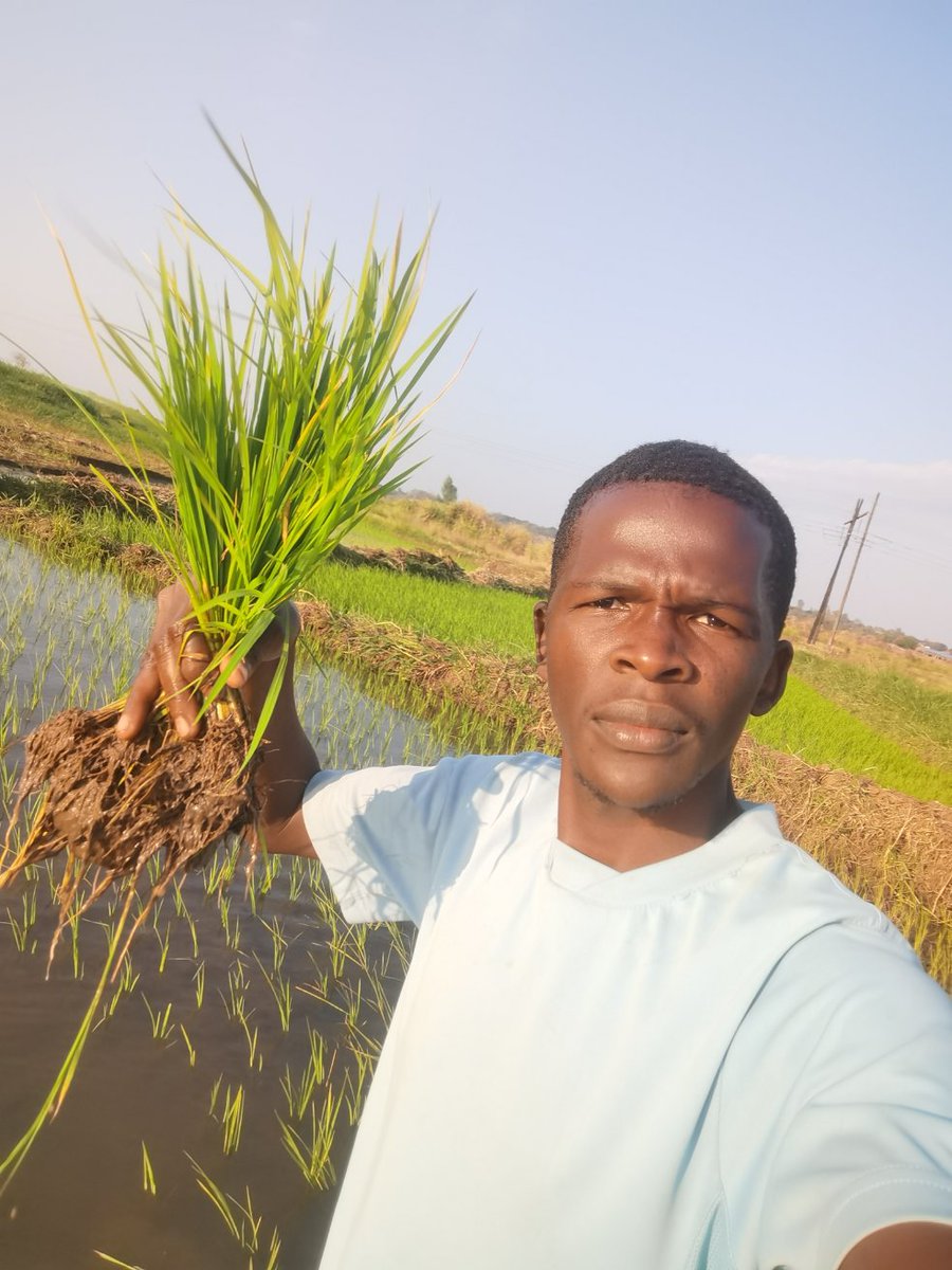 katema_chance's tweet photo. Invest in rice farming https://t.co/KfrWLIFmT1