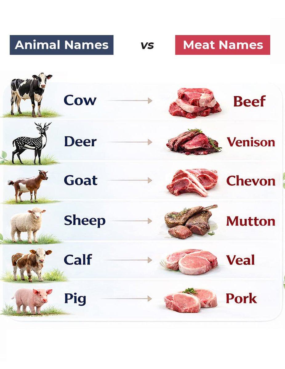 Bestenglishpage's tweet photo. Common Animals and Their Meat https://t.co/F9qNh0kpWq