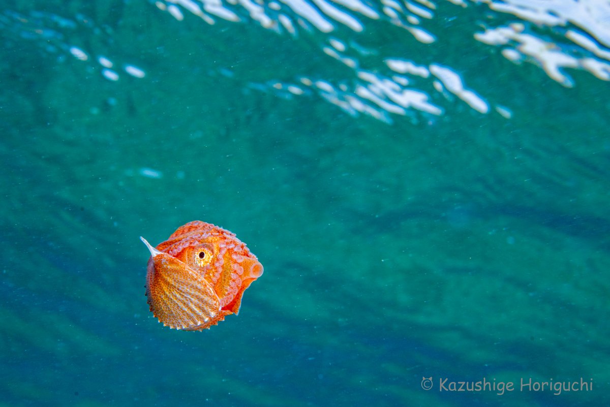 holly1kaz's tweet photo. 明日、8月8日は
タコの日🐙✨

水面を移動中に撮影できたアオイガイ
殻を持つ特殊な生態のタコです

撮影地：静岡県大瀬崎 https://t.co/H79AEv4EiJ