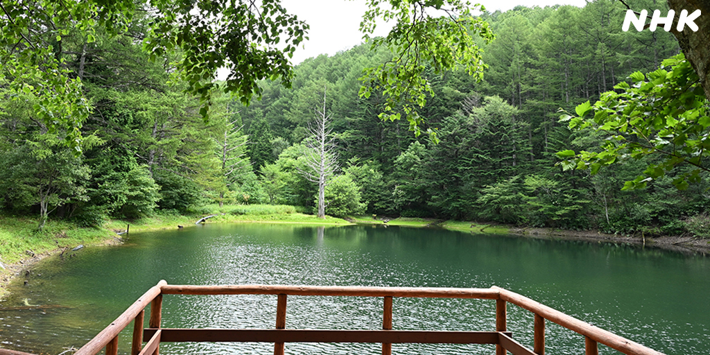 nhk_nagano's tweet photo. 癒やしの空間
場所：阿智村
https://t.co/YjoE4mL9OG
#撮るしん #阿智村
#イブニング信州 #あなツク https://t.co/Qg0TXCyDyP