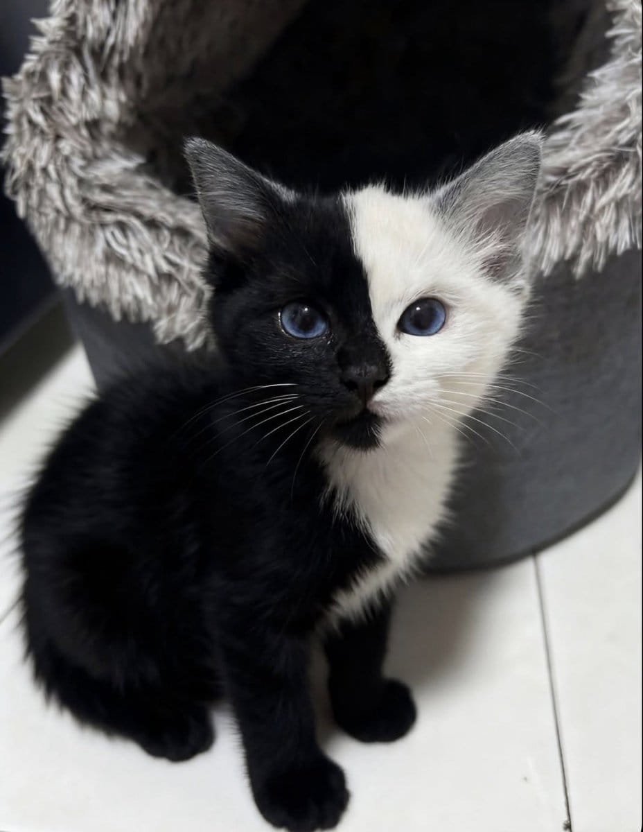 Lyracutevibes's tweet photo. What would you name this cat? https://t.co/vLdabcc8hp