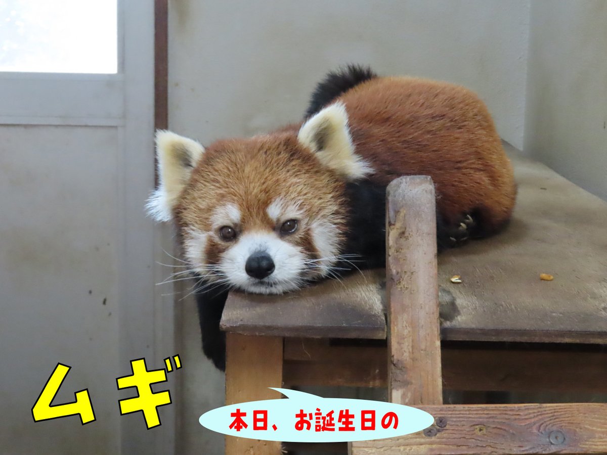 chausuyamazoo's tweet photo. 本日8月5日をもって、12頭の茶レパンダたち全員が今年の誕生日🎂をむかえました🎉
お外は暑いですが、みんな涼しいお部屋で元気にまったりとすごしています♪
※8月11日（火・祝）、15日（土）は『レッサーパンダのおはなし』は中止します。ご了承ください。

＃茶臼山動物園　＃サマーナイトズー https://t.co/7sponmL30d