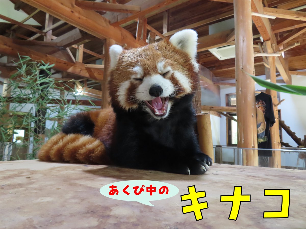 chausuyamazoo's tweet photo. 本日8月5日をもって、12頭の茶レパンダたち全員が今年の誕生日🎂をむかえました🎉
お外は暑いですが、みんな涼しいお部屋で元気にまったりとすごしています♪
※8月11日（火・祝）、15日（土）は『レッサーパンダのおはなし』は中止します。ご了承ください。

＃茶臼山動物園　＃サマーナイトズー https://t.co/7sponmL30d