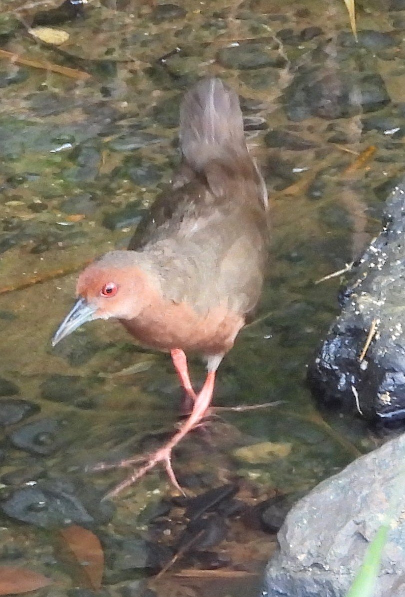 masamun75's tweet photo. こちらもはじめて撮影した野鳥のヒクイナです。比較的めずらしいのかこの時以外、見かけたことがありません。#ヒクイナ https://t.co/aePHzAHY8I