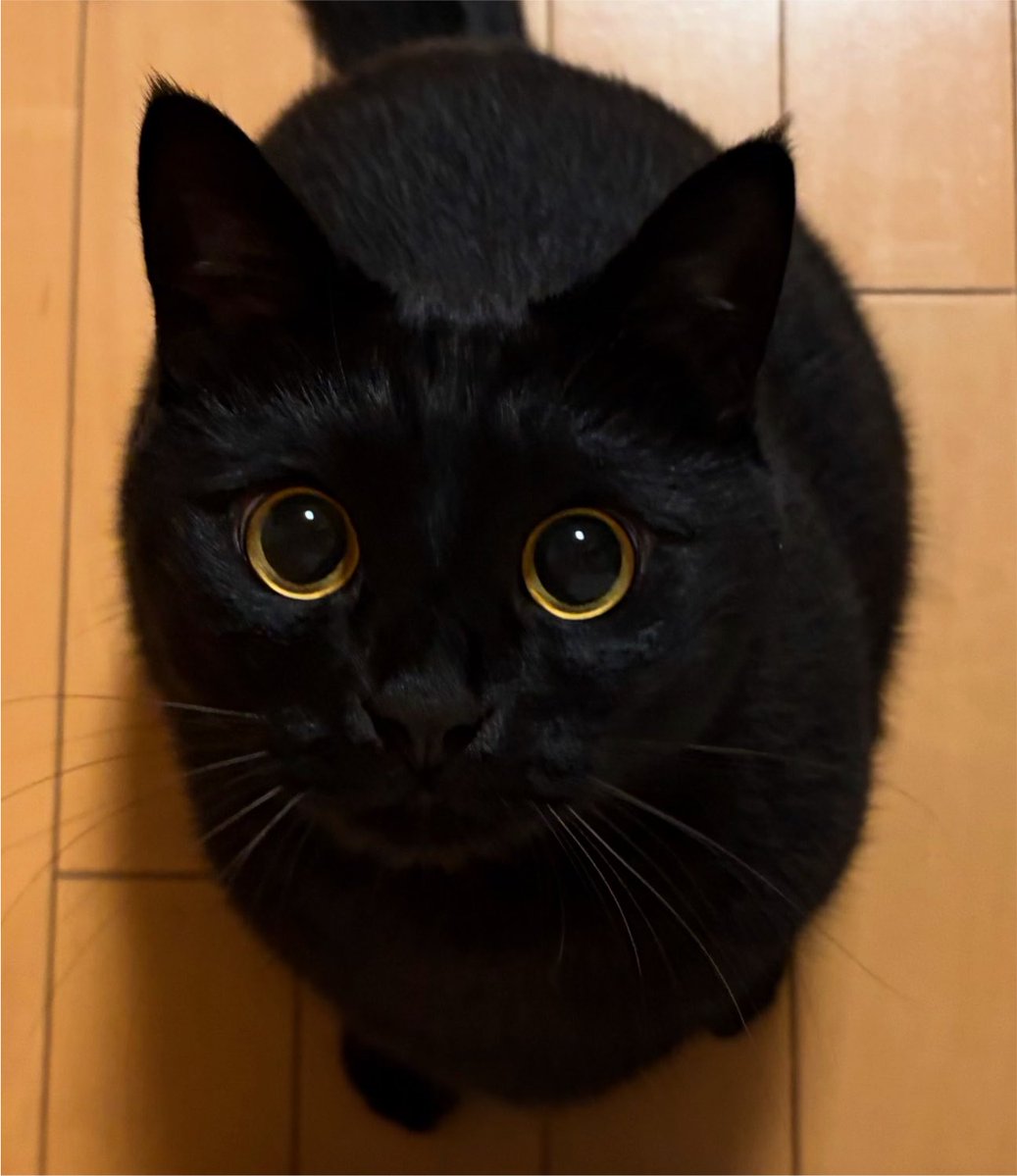 uni_kuroneko's tweet photo. ベリーキュート。

#黒猫 https://t.co/VSG3g2XKMU