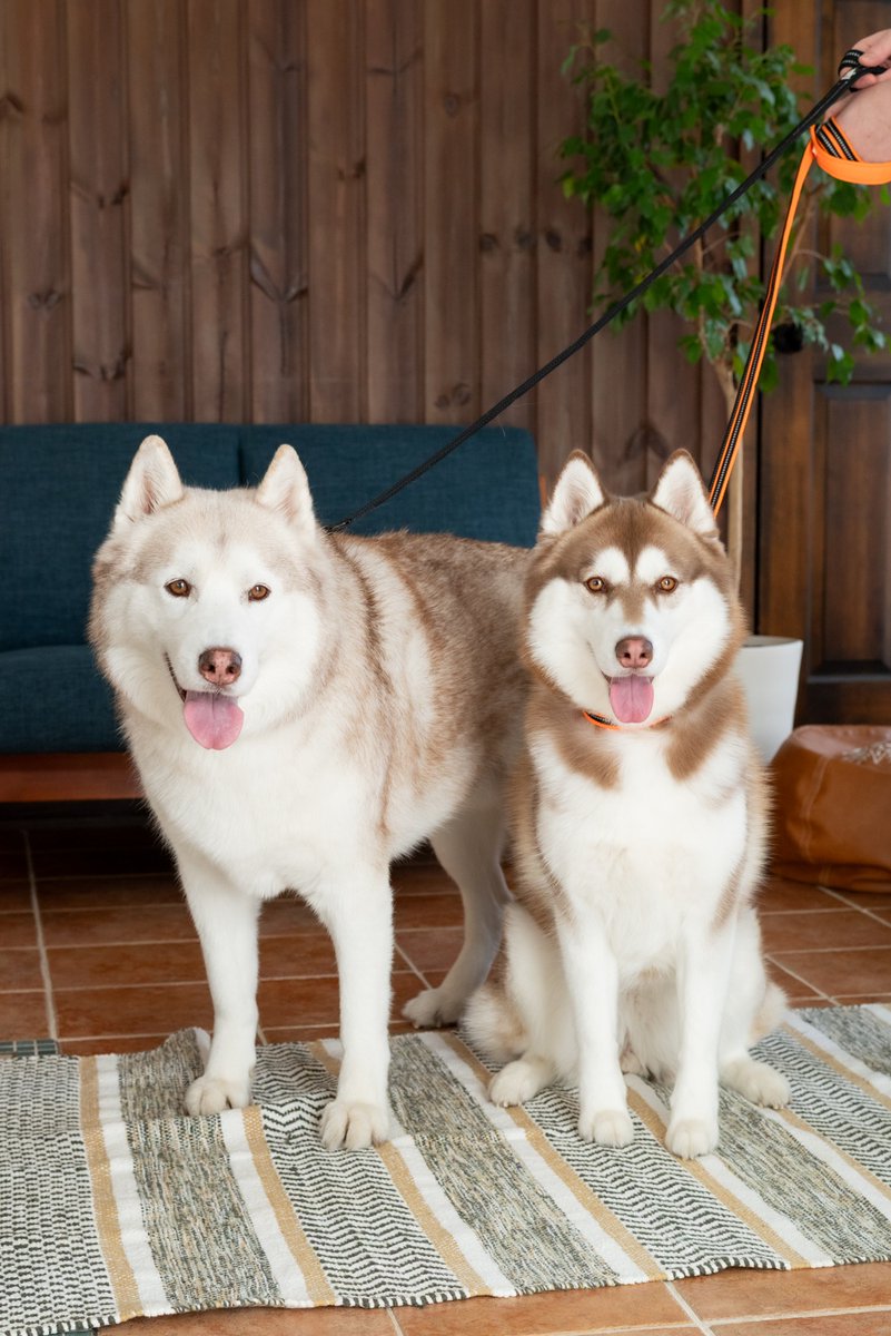 VivienneHusky's tweet photo. 夏なのに　毛量減らぬ　ハスキーズ
#シベリアンハスキー #犬のいる暮らし https://t.co/1gdphFqTBE