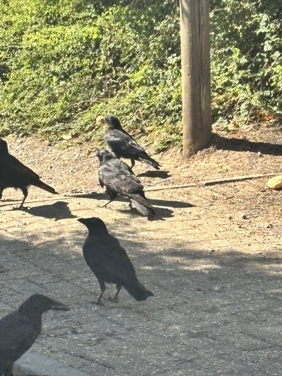 SafferTheGaffer's tweet photo. Today’s welcoming committee🫠

Sometimes we stay a few minutes watching them eat and drink. If you’re feeling low about the worldwide animal cruelty epidemic, I recommend taking some with the ones you can care for. It gives your soul a much needed boost🫶🏽

#AnimalsCount ❤️ https://t.co/FV7UUJokSd
