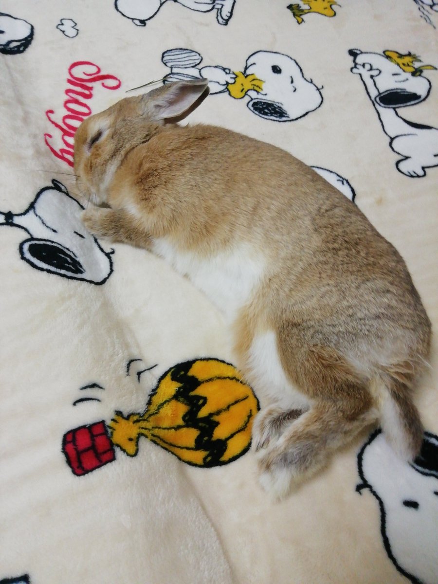 mama08030803's tweet photo. 今日はモコの11歳のお誕生日🎉
この日を迎えられて
とても嬉しいです😂💕

6月から体調をくずして
かるい鬱滞からこんなに
ながく病院へ通うとは
思っていませんでした😢
その間検査もいっぱいしました
まだ不安定だけど
元気にしてます😊

これからも元気でいてね🐰💕 https://t.co/GeNuJBMWgA