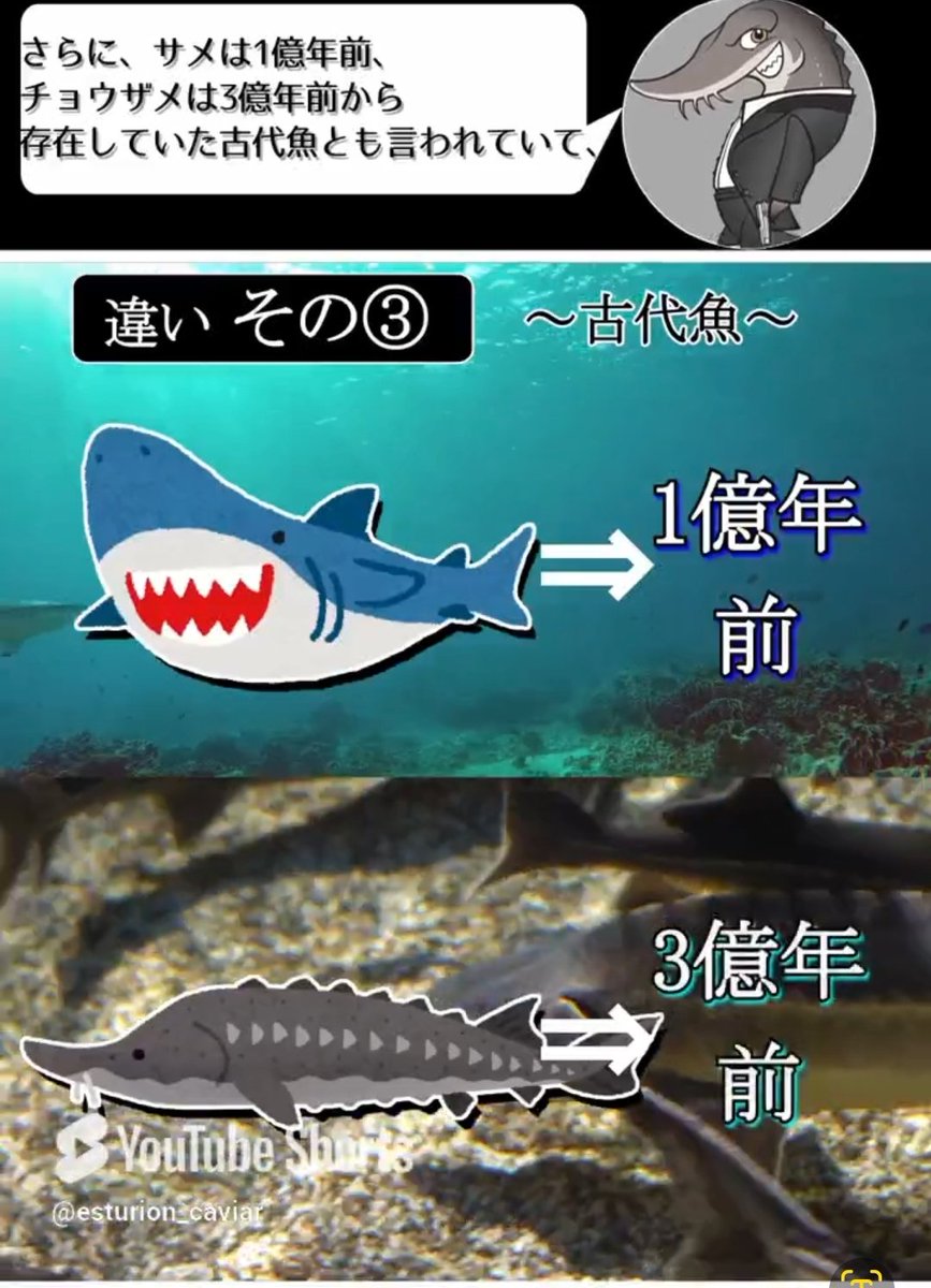 Cavin_Costner's tweet photo. 何度でも言う
チョウザメはサメじゃない！
淡水魚で人を襲わない魚だし
3億年前からいる古代魚なんだぜ。

#キャビア https://t.co/i6bZONRdh3