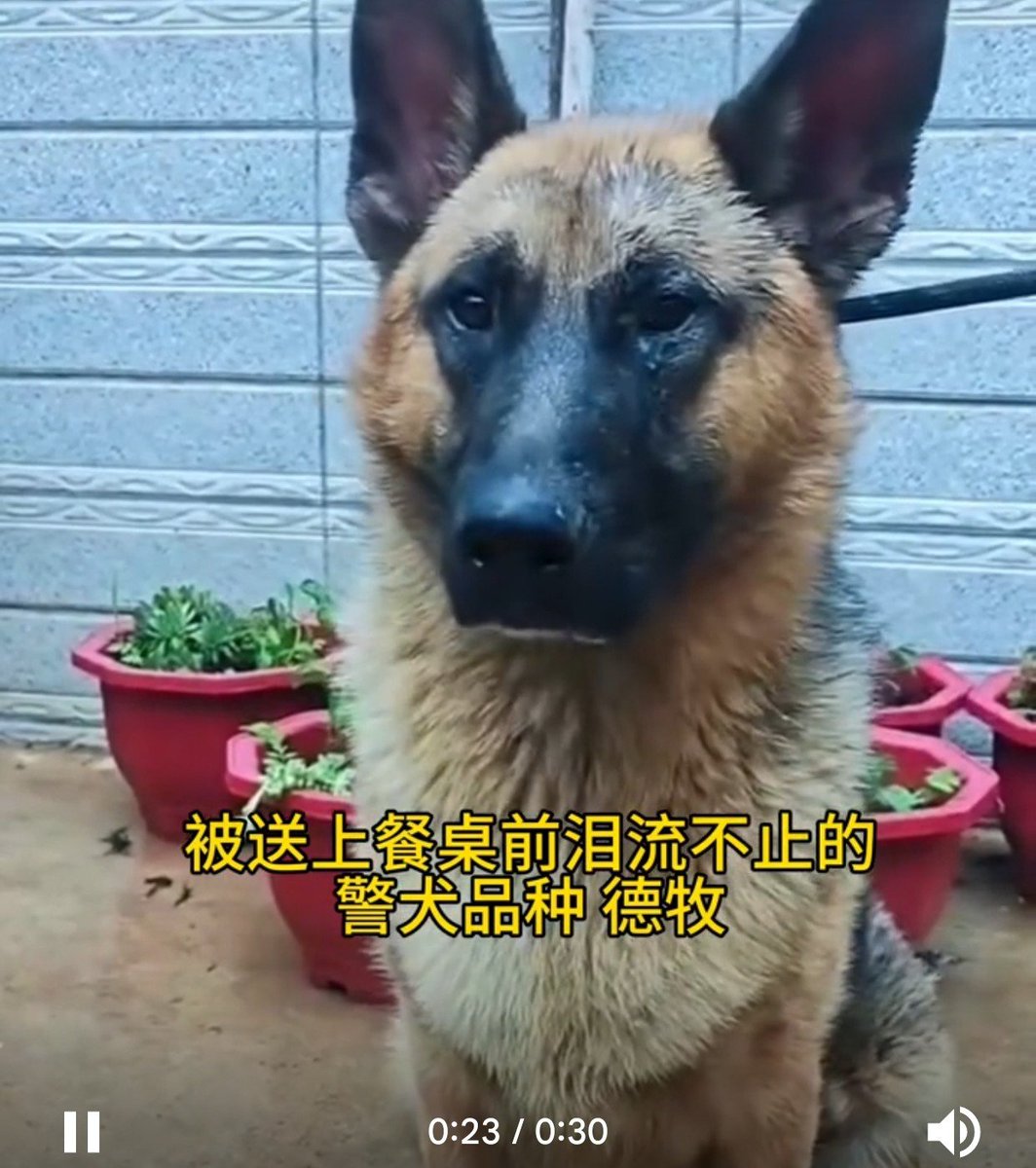 Bailey221019's tweet photo. @lnyhu22806612 一隻淚流不止，眼神驚恐，嘴巴緊張顫抖的德牧這個視頻后就被上了餐桌。這個惡心中國，虐殺者可以天天在公共平台發視頻賣狗肉。替可憐動物發聲就不符合平台規則禁言。 https://t.co/hJlcWOr0nD