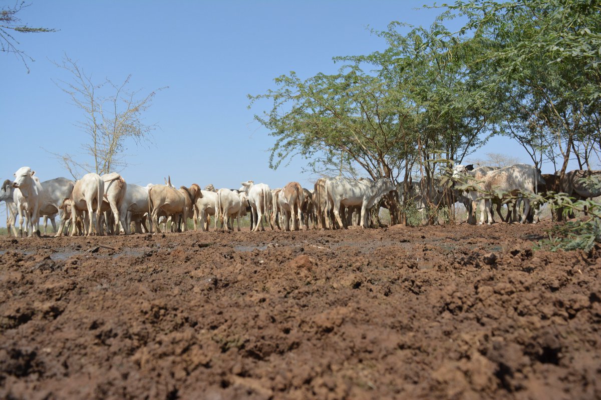 kevevapi's tweet photo. 🛡️ WHAT WE ARE VACCINATING AGAINST:
• 🐂 Cattle: Lumpy Skin Disease (LSD)
• 🐑🐐 Sheep &amp; Goats: Sheep and Goat Pox (SGP)
Both viral diseases cause severe skin damage, high mortality, and massive economic losses. https://t.co/VafOSq3Cfn