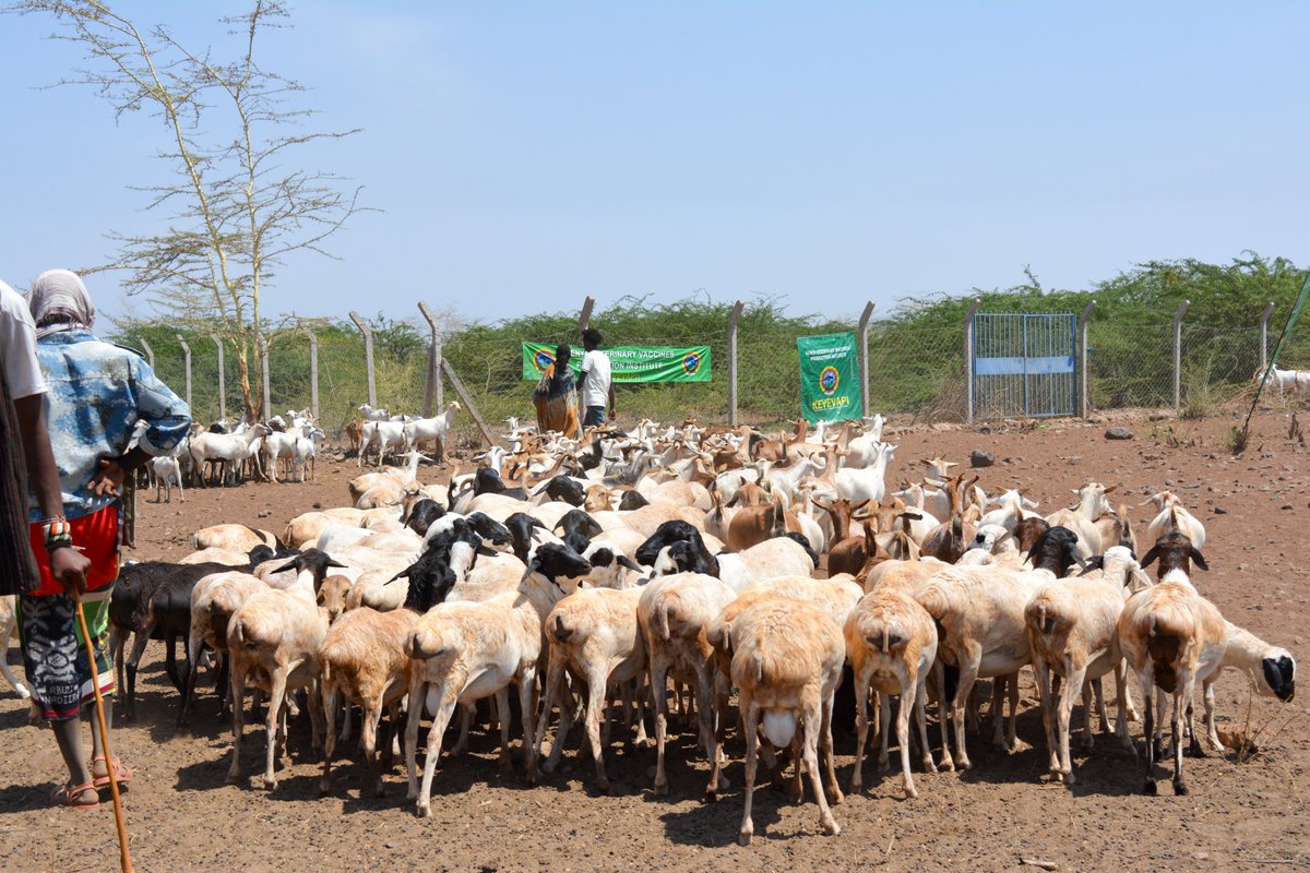 kevevapi's tweet photo. 🛡️ WHAT WE ARE VACCINATING AGAINST:
• 🐂 Cattle: Lumpy Skin Disease (LSD)
• 🐑🐐 Sheep &amp; Goats: Sheep and Goat Pox (SGP)
Both viral diseases cause severe skin damage, high mortality, and massive economic losses. https://t.co/VafOSq3Cfn